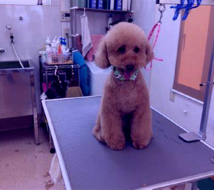Martina 2 Curanilahue escort